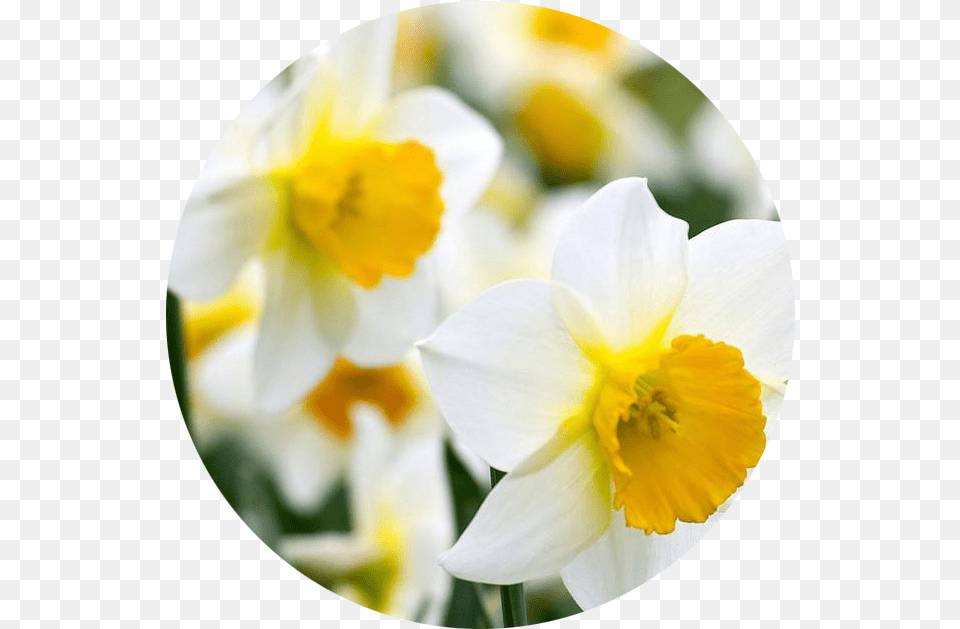 December Narcissus Daffodil, Flower, Plant, Photography Png