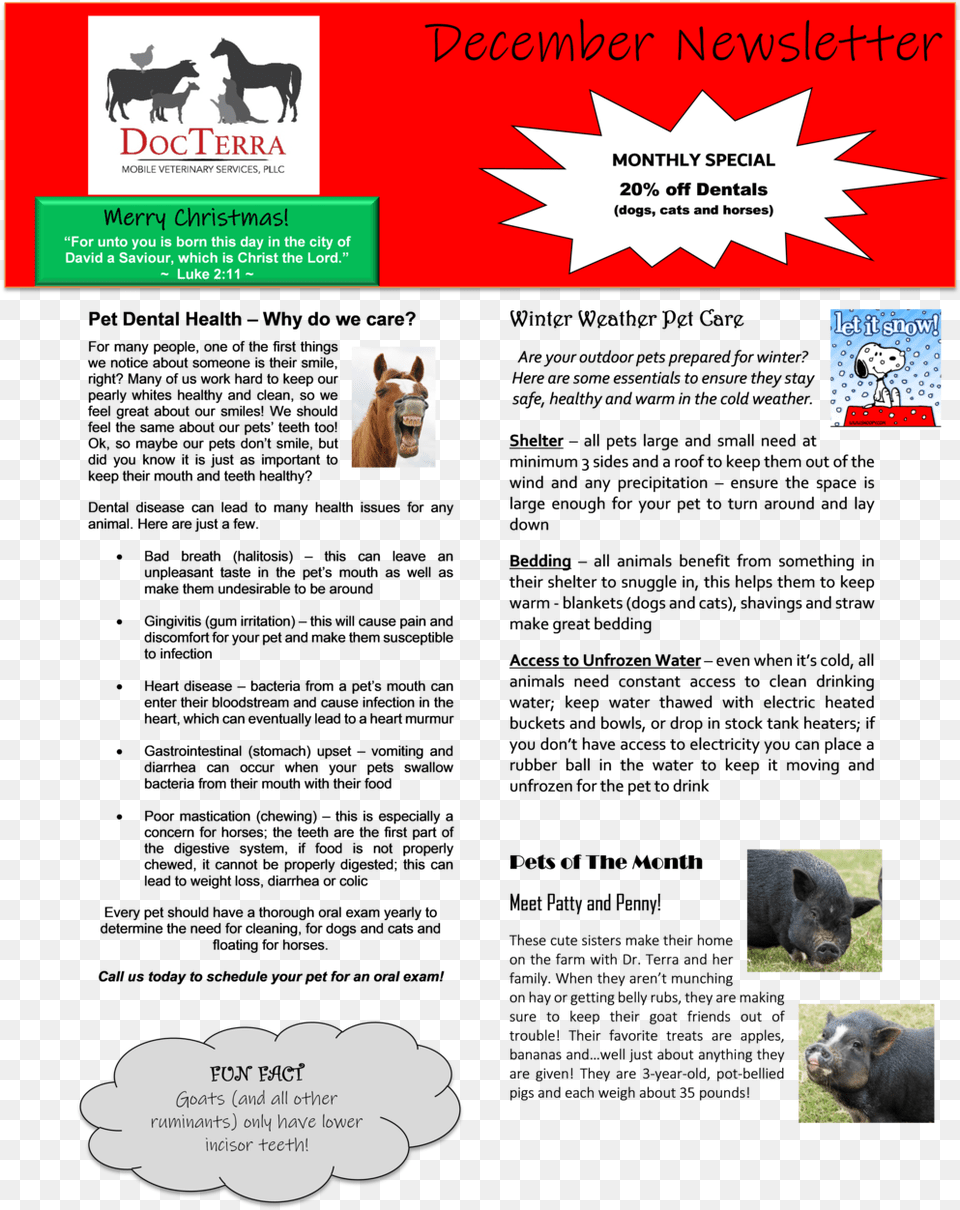 December Newsletter 2018, Advertisement, Animal, Mammal, Pig Free Png Download