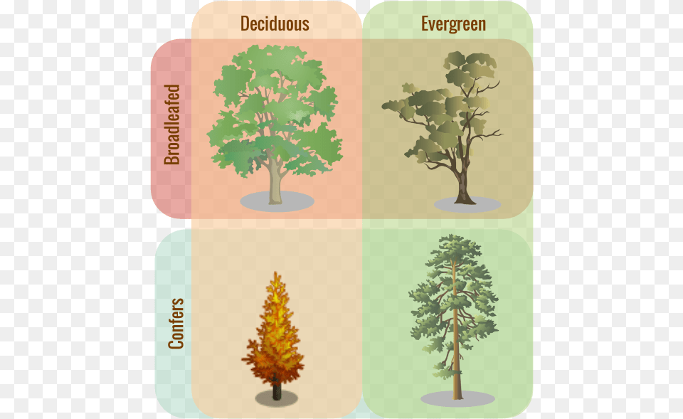 Deciduous Evergreen, Plant, Tree, Conifer, Pine Free Png Download