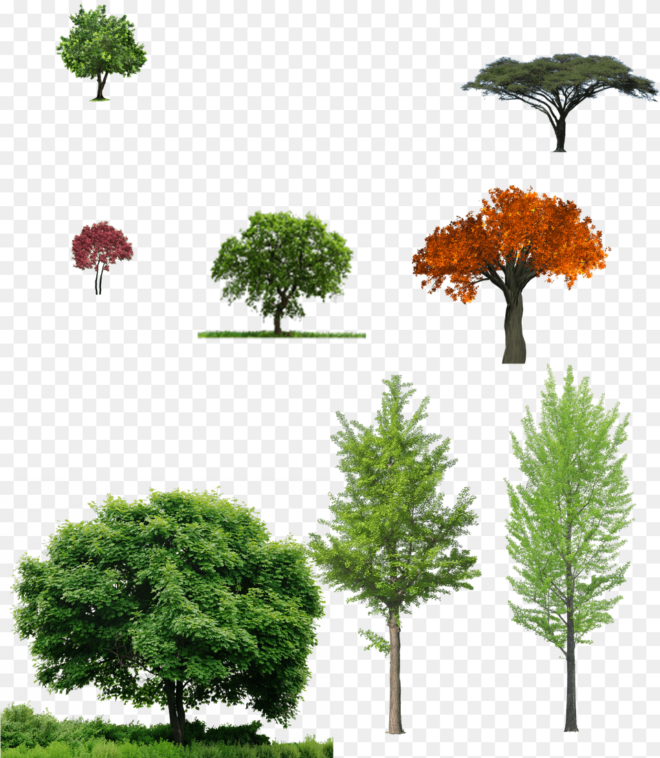 Deciduous Front View Tree, Maple, Plant, Conifer, Vegetation Free Png