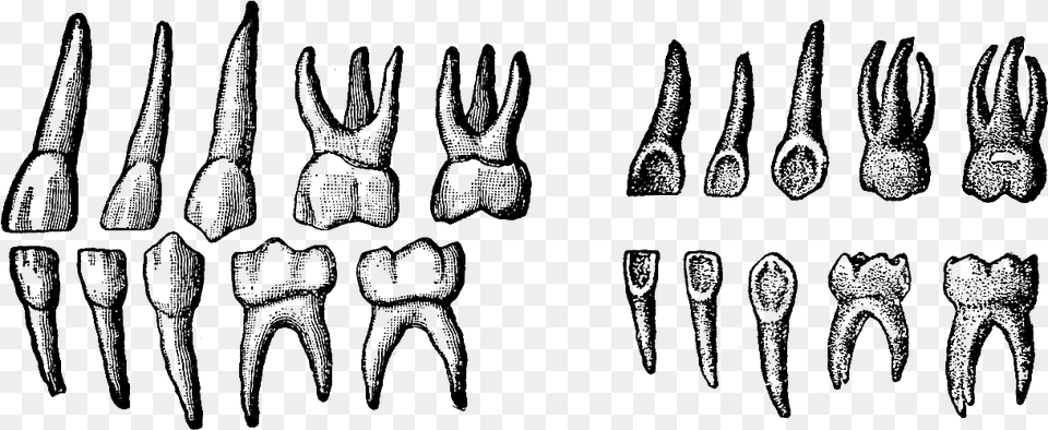 Deciduous Teeth, Person, Text, Silhouette Png Image