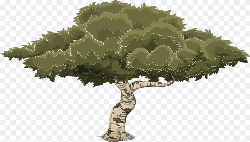 Deciduous Tree Clipart, Plant, Sycamore, Oak, Vegetation Free Png