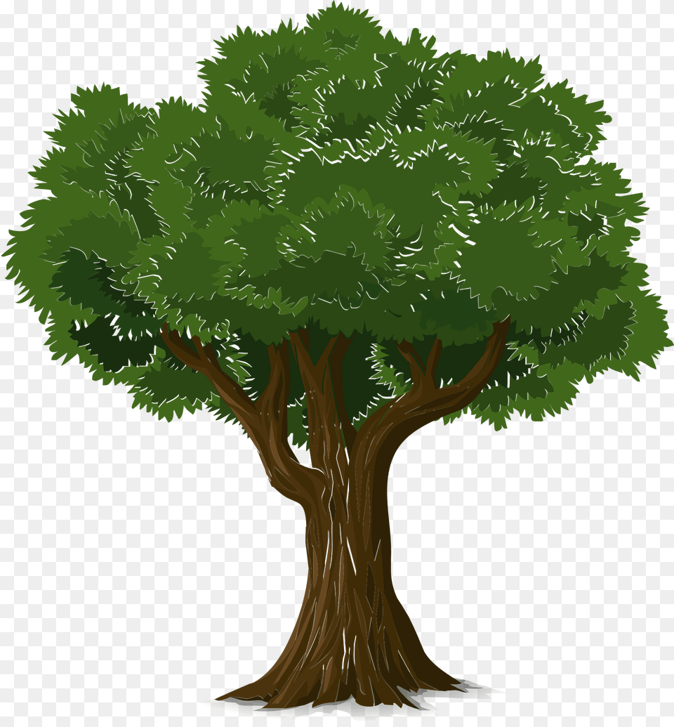 Deciduous Tree Clipart, Plant, Vegetation, Tree Trunk, Conifer Free Png
