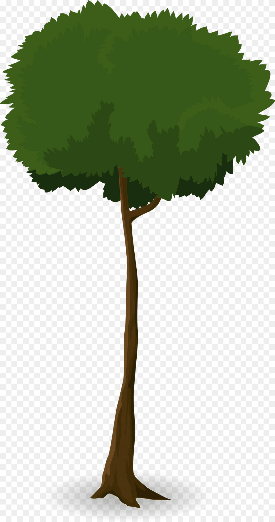 Deciduous Tree Clipart, Plant, Oak, Sycamore, Tree Trunk Free Png