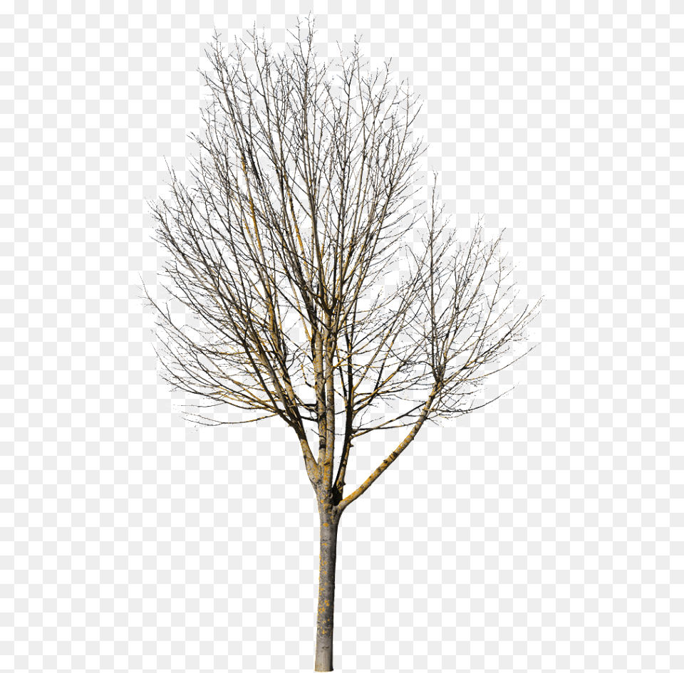 Deciduous Tree Photoshop, Frost, Ice, Nature, Outdoors Free Png