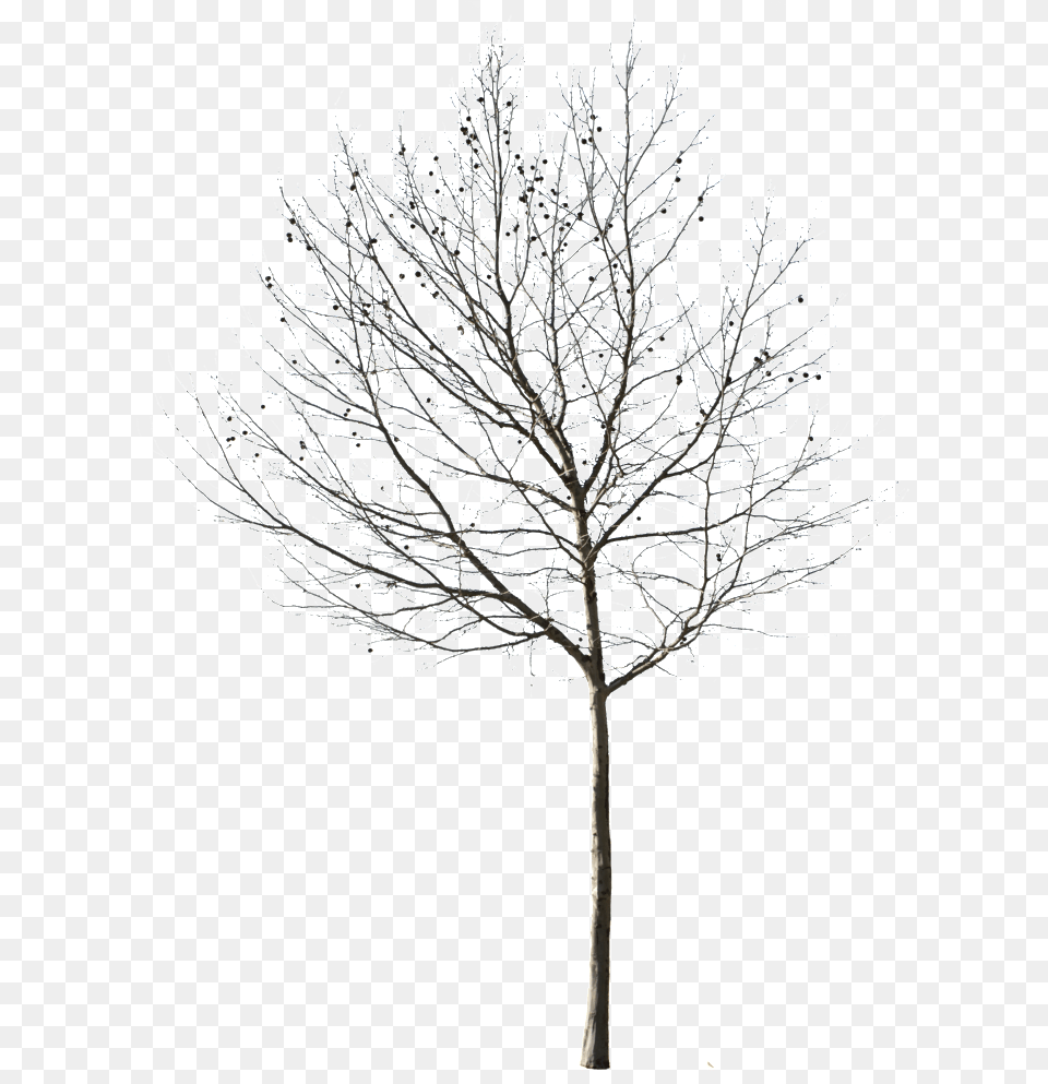 Deciduous Tree Transparent Background Tree Black And White, Ice, Nature, Outdoors, Plant Free Png Download