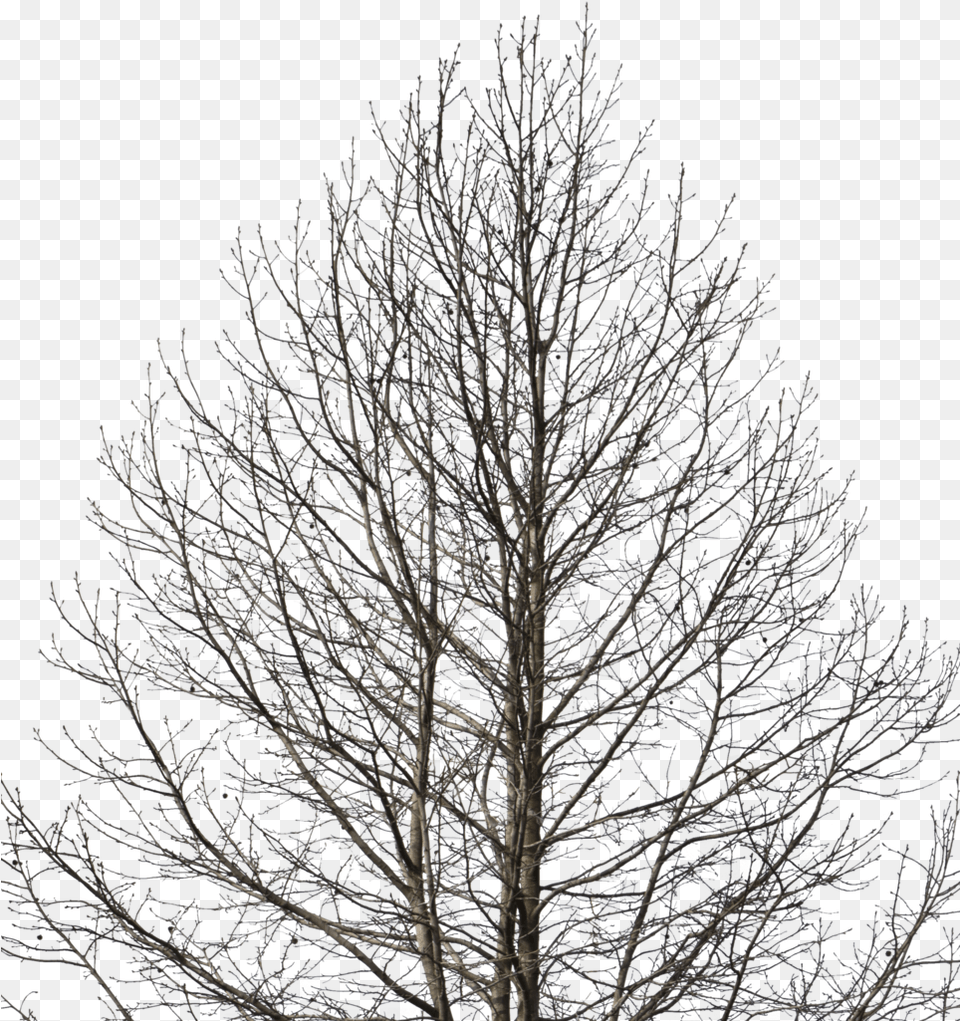 Deciduous Tree Tree Cutout Winter Full Size Download Deciduous, Frost, Ice, Nature, Outdoors Png Image