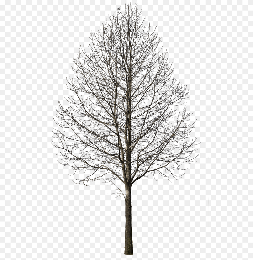 Deciduous Tree Winter I Winter Tree, Plant, Tree Trunk, Nature, Night Free Png