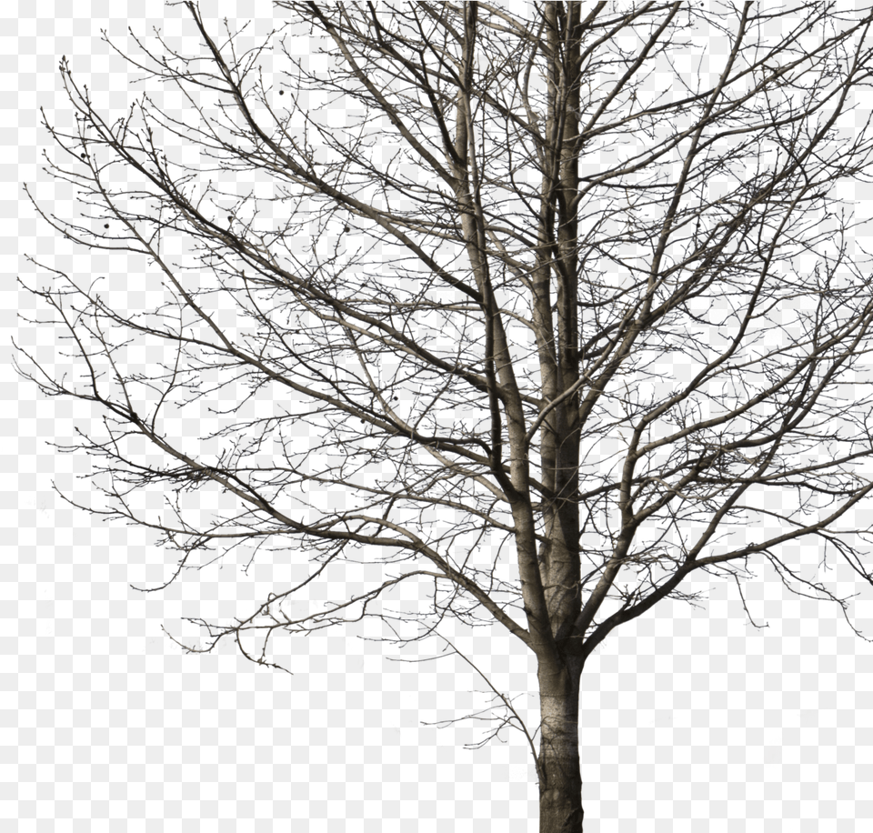 Deciduous Tree Winter I Winter Tree Cut Out, Nature, Night, Outdoors, Plant Free Png Download