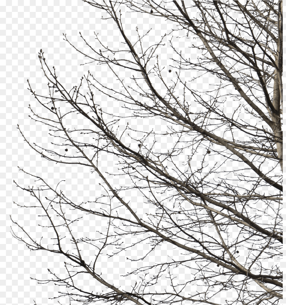 Deciduous Tree Winter I Winter Trees Cut Out, Frost, Ice, Nature, Outdoors Free Png Download