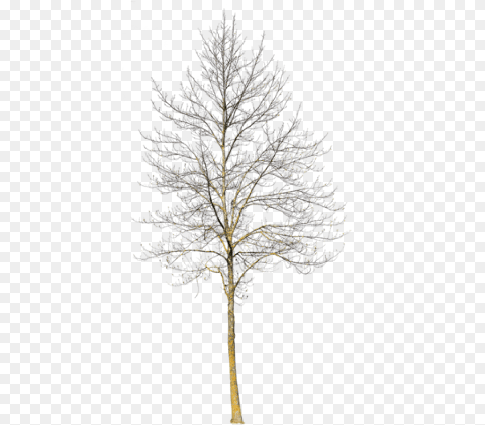 Deciduous Tree Winter Iii Winter Snow Tree, Ice, Nature, Outdoors, Plant Png Image