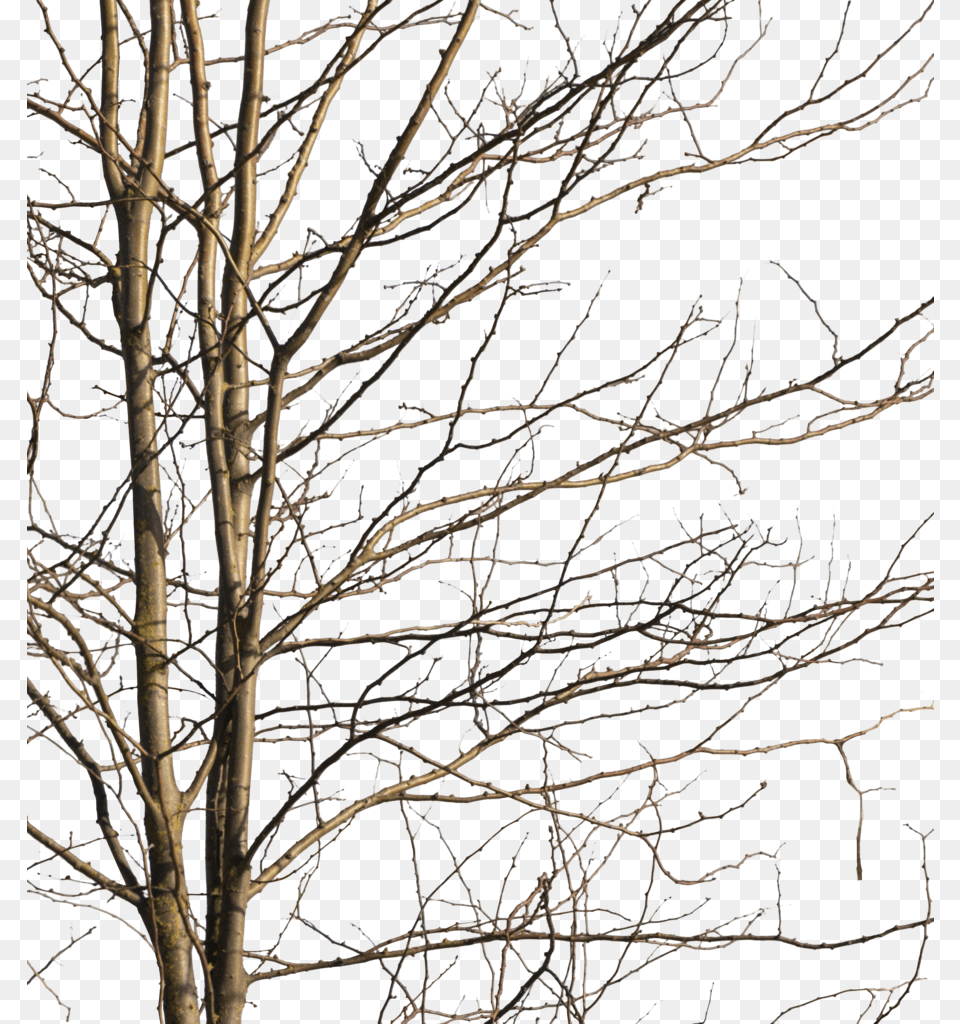 Deciduous Tree Winter Iv Wood, Plant, Ice, Nature, Weather Free Transparent Png