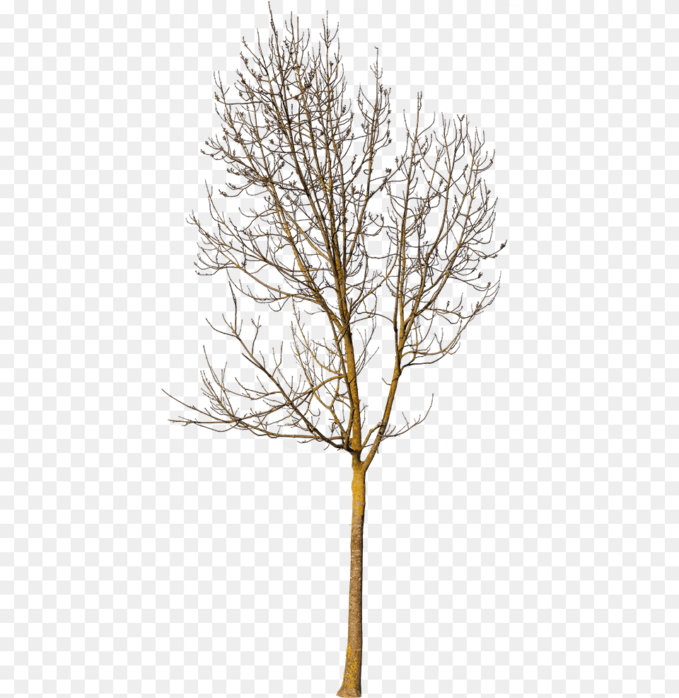 Deciduous Tree Winter Vi Small Tree In Winter, Plant, Tree Trunk, Oak, Sycamore Free Png Download