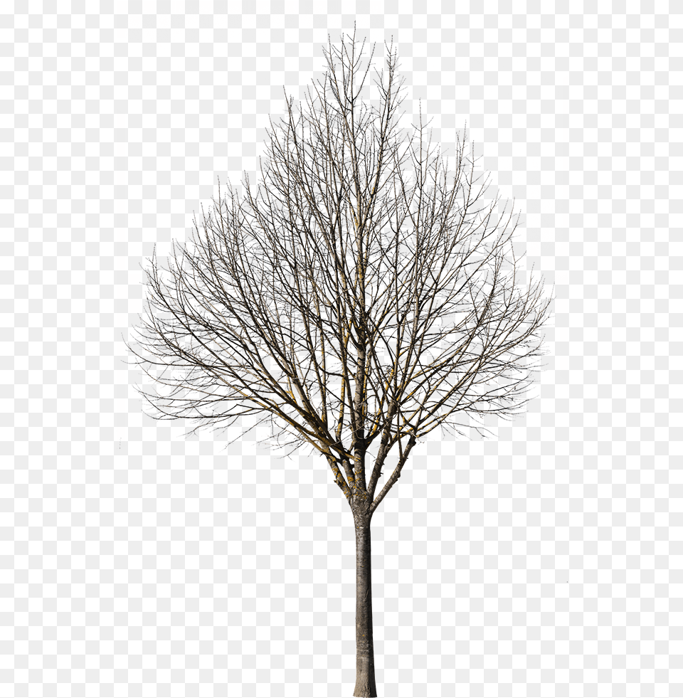Deciduous Tree Winter Viii Oak, Plant, Tree Trunk, Nature, Night Free Png