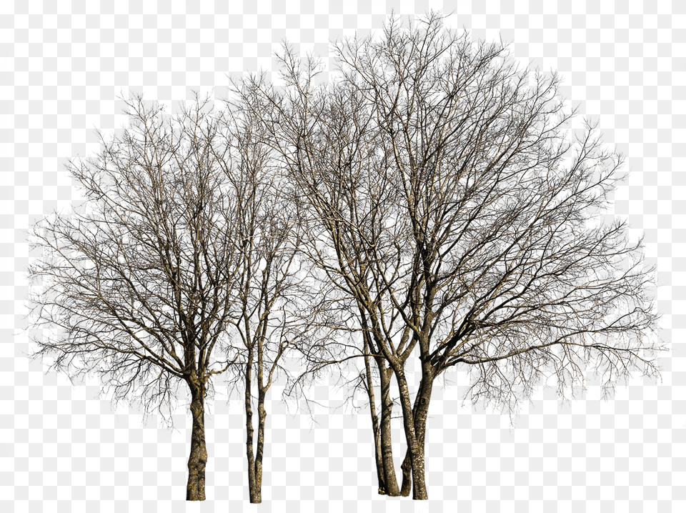 Deciduous Trees Group Tree Transparent, Plant, Tree Trunk, Nature, Night Png Image