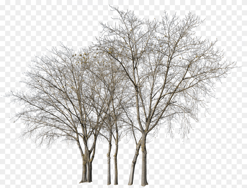 Deciduous Trees Group Winter Ii Tree Winter Photoshop, Ice, Nature, Outdoors, Plant Free Png