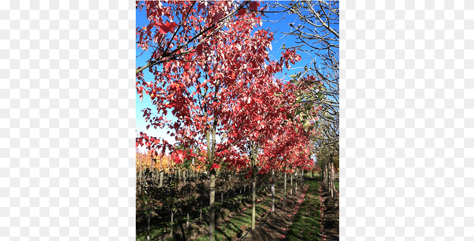 Deciduous Trees Maple, Leaf, Plant, Tree Free Png