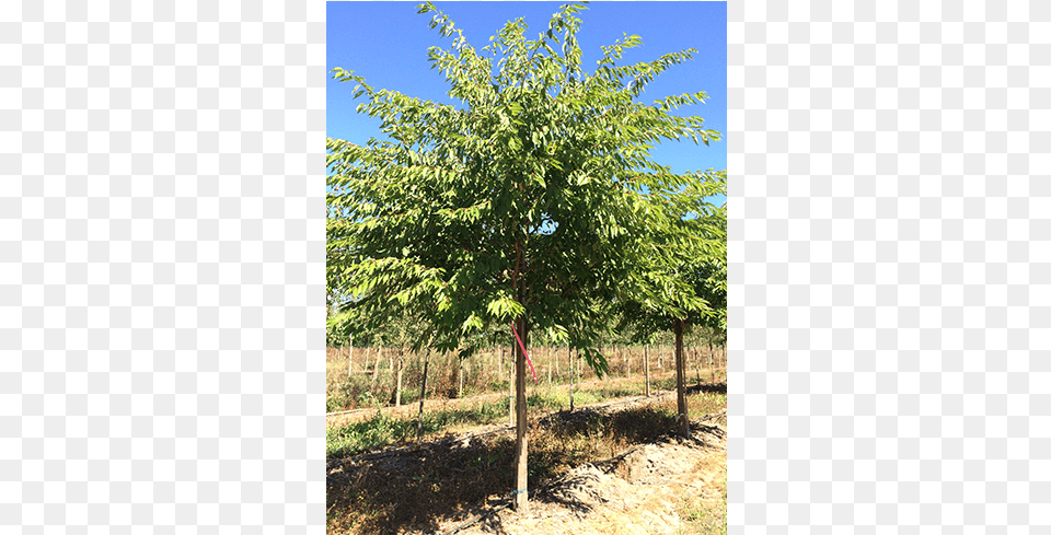 Deciduous Trees River Birch, Plant, Tree, Food, Fruit Free Transparent Png