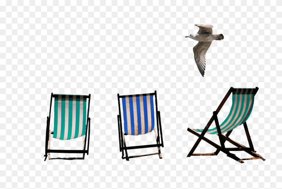 Deckchairs Clip, Chair, Furniture, Animal, Bird Free Png Download