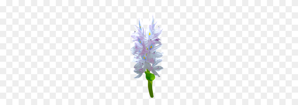 Decorate Anther, Flower, Plant, Petal Free Transparent Png