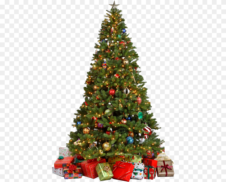 Decorated Christmas Tree, Plant, Christmas Decorations, Festival, Christmas Tree Free Png