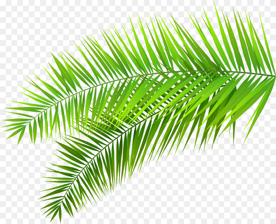 Decoration Clip Art Palm Leaf Transparent Background, Chair, Furniture, Home Decor, Transportation Free Png Download