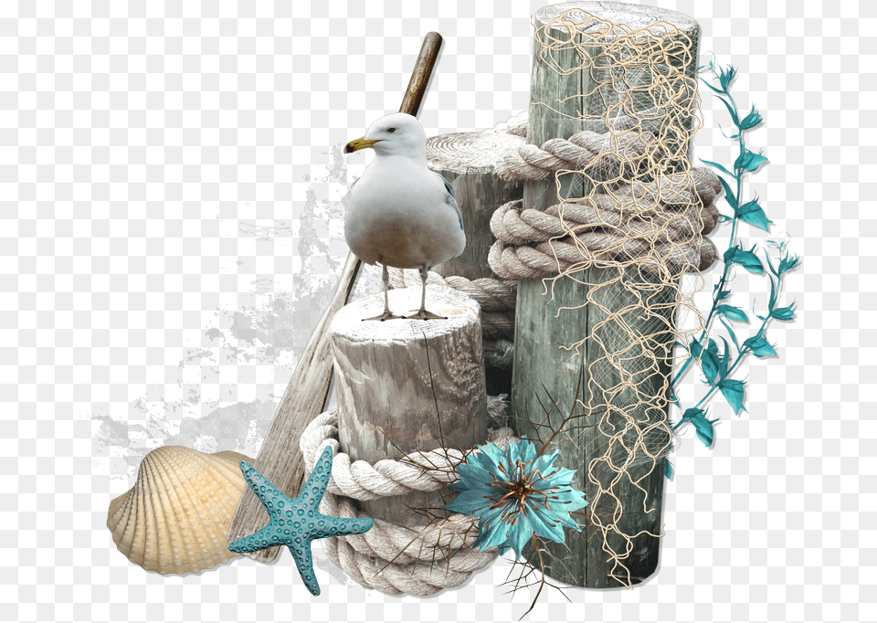 Decoration Plage, Animal, Bird, Waterfowl, Tree Free Png