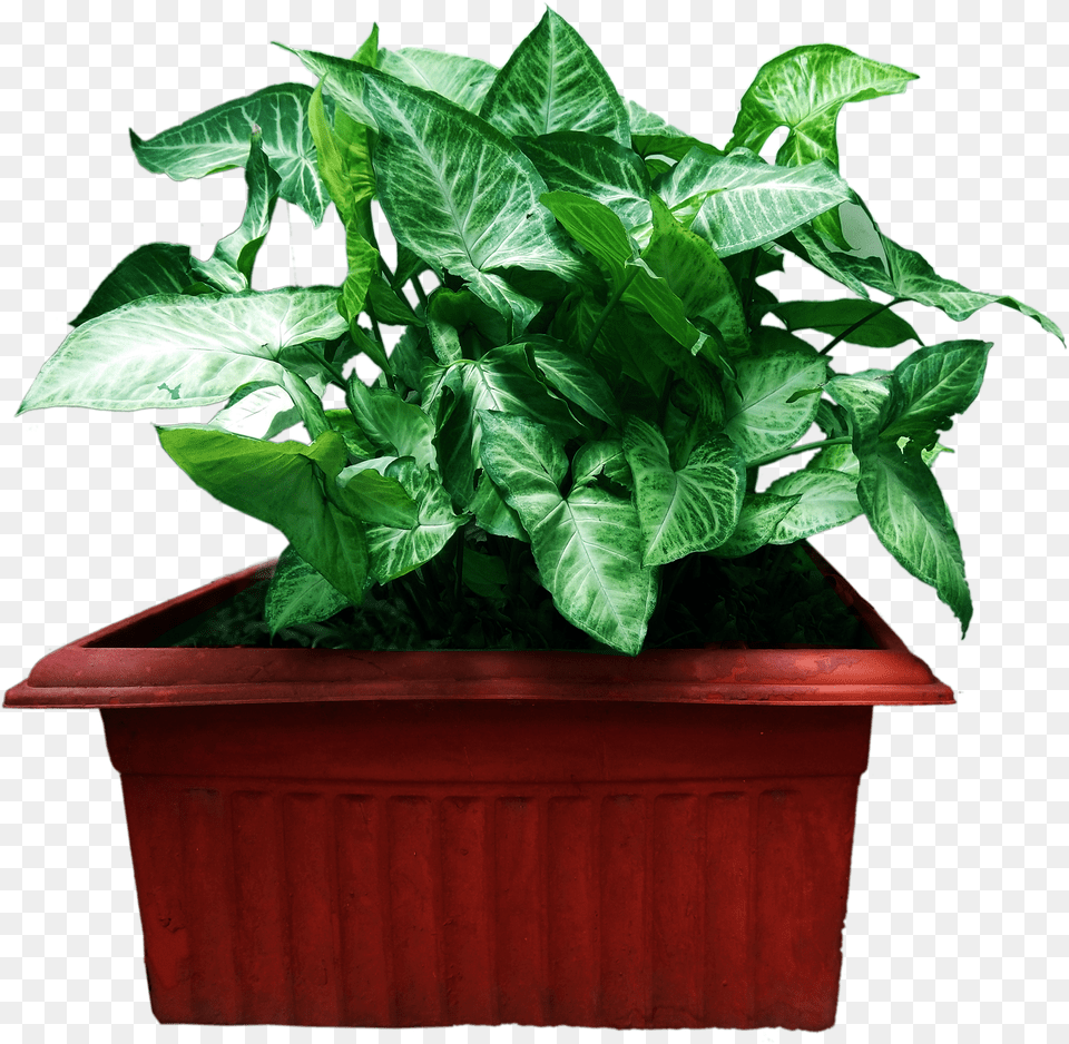 Decoration Plant With Flower Pot Houseplant Png