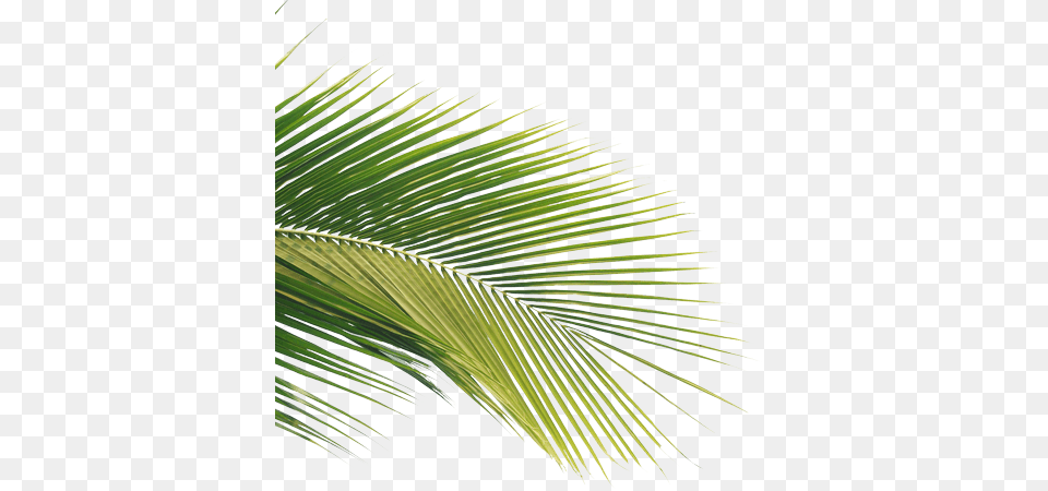Decoration Summer, Leaf, Palm Tree, Plant, Tree Free Transparent Png
