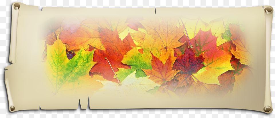 Decorations, Leaf, Plant, Tree, Maple Leaf Png