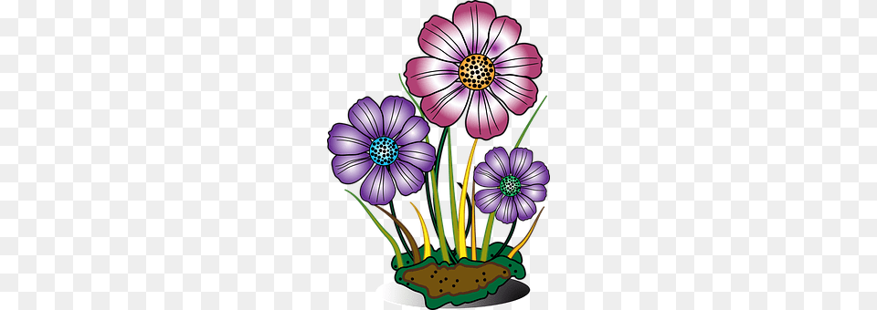 Decorative Anemone, Plant, Graphics, Flower Png