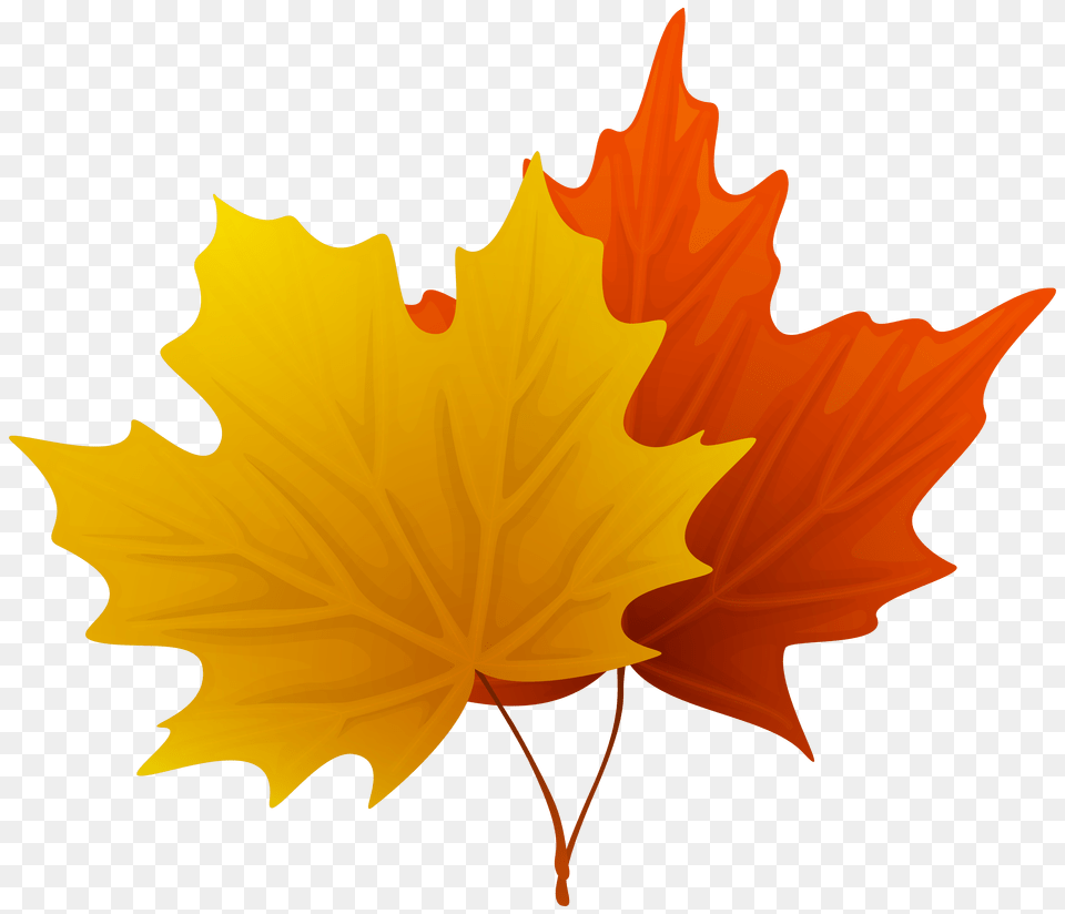 Decorative Clipart Fall Leaves Autumn Leaves Clipart, Leaf, Maple Leaf, Plant, Tree Free Png Download