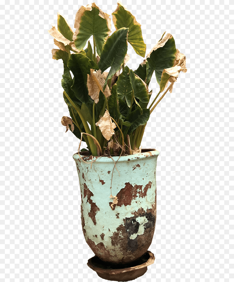 Decorative Exterior Old Plant Pot Old Flower Pot, Cookware, Flower Arrangement, Leaf, Potted Plant Png
