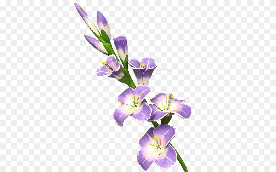 Decorative Gladiolus, Anther, Flower, Plant, Geranium Free Png