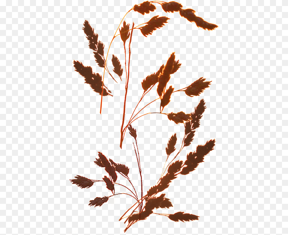 Decorative Grasses Nezhnij Fon Travinki I Zakat, Leaf, Plant, Tree, Animal Free Png Download