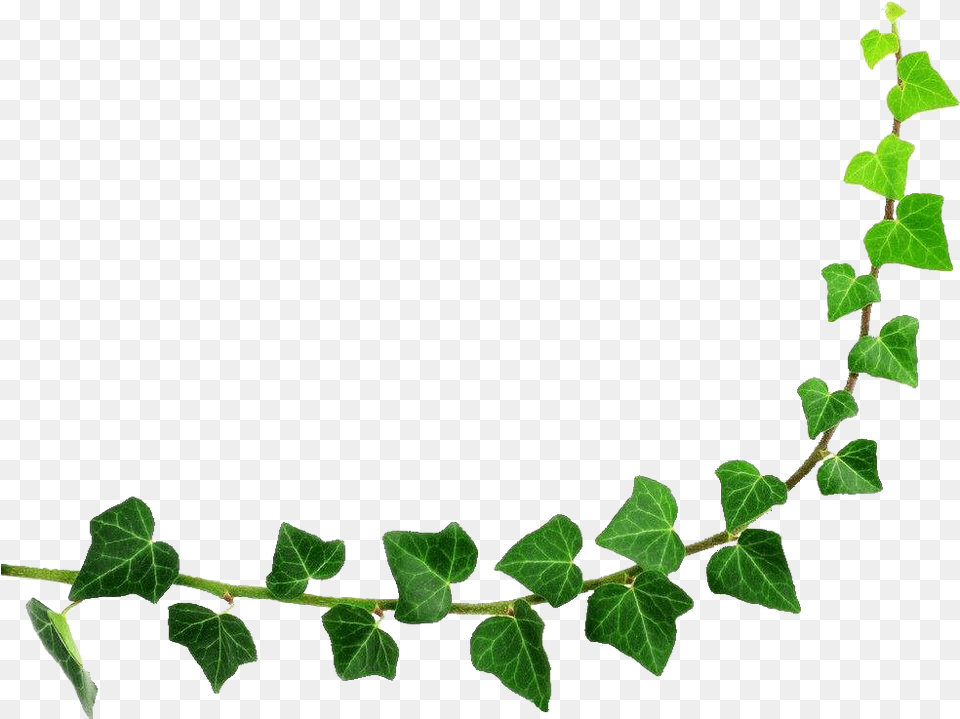Decorative Leaf Background Cartoon Ivy Plant, Vine, Grass Png Image
