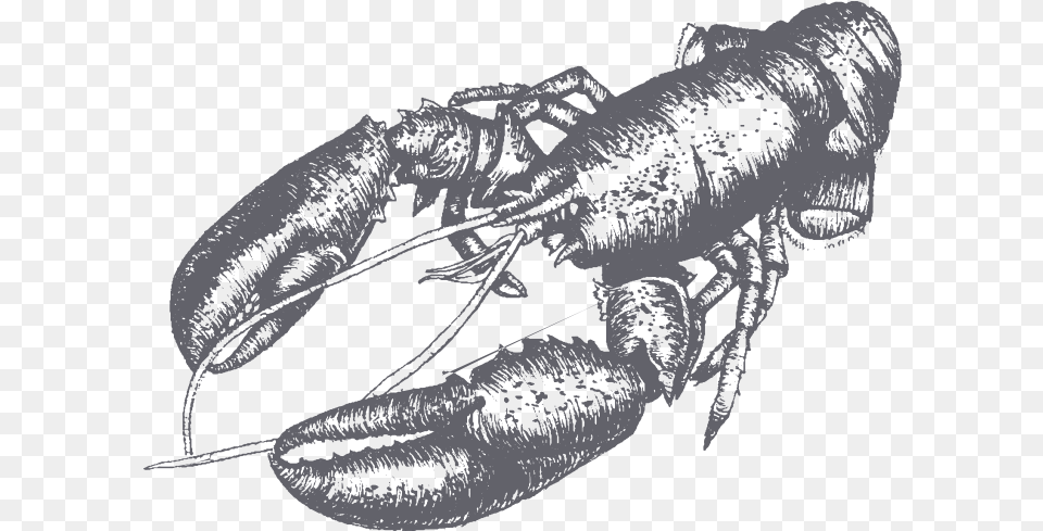 Decorative Lobster Picture American Lobster, Animal, Sea Life, Invertebrate, Food Free Png Download