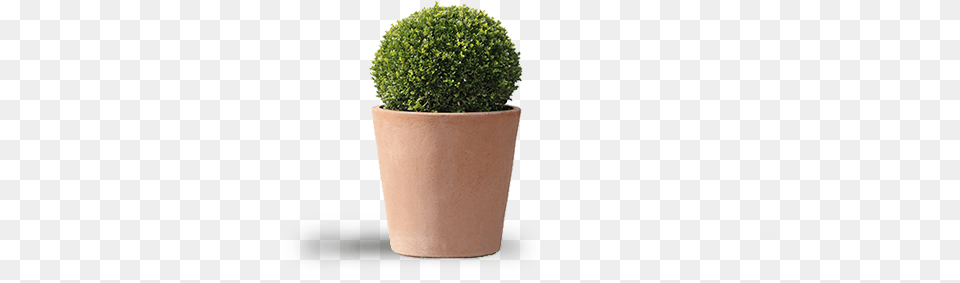 Decorative Plant Flowerpot, Moss, Potted Plant, Pottery, Jar Png