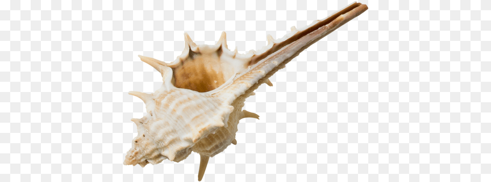 Decorative Seashell Seashell, Animal, Invertebrate, Sea Life, Conch Png Image