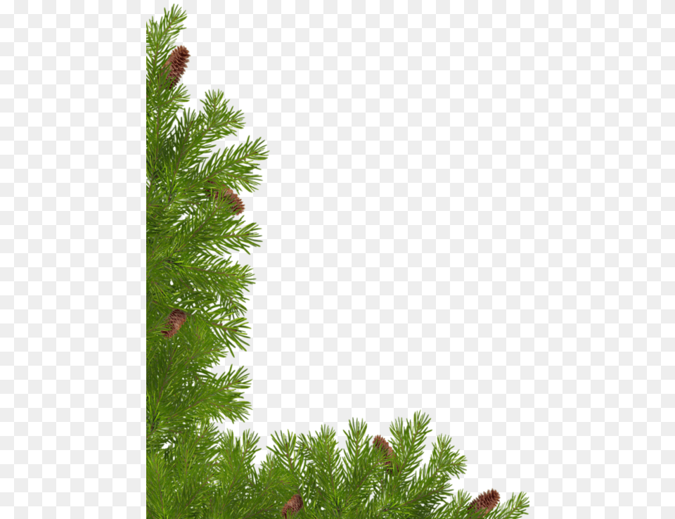 Decorative Transparent Christmas Corner Panel Red Pine, Conifer, Fir, Plant, Tree Free Png Download