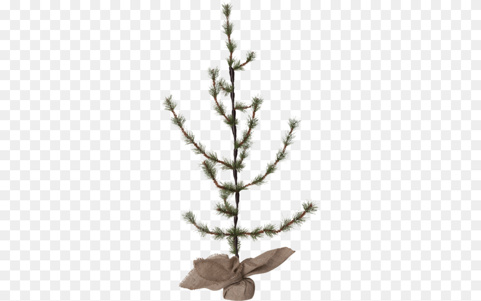 Decorative Tree Larix Larch, Amaranthaceae, Grass, Plant, Conifer Free Transparent Png