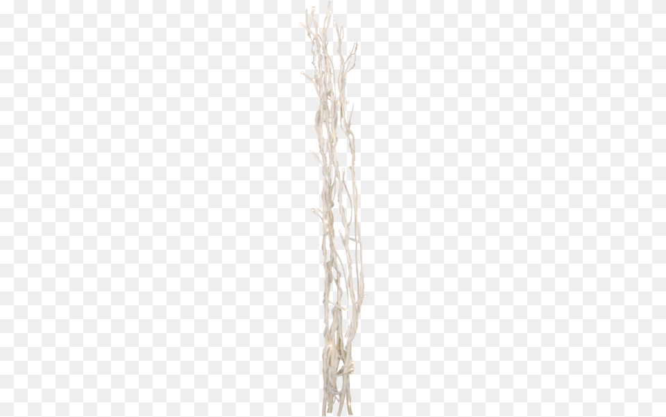 Decorative Twig Willow Hierochloe Png Image