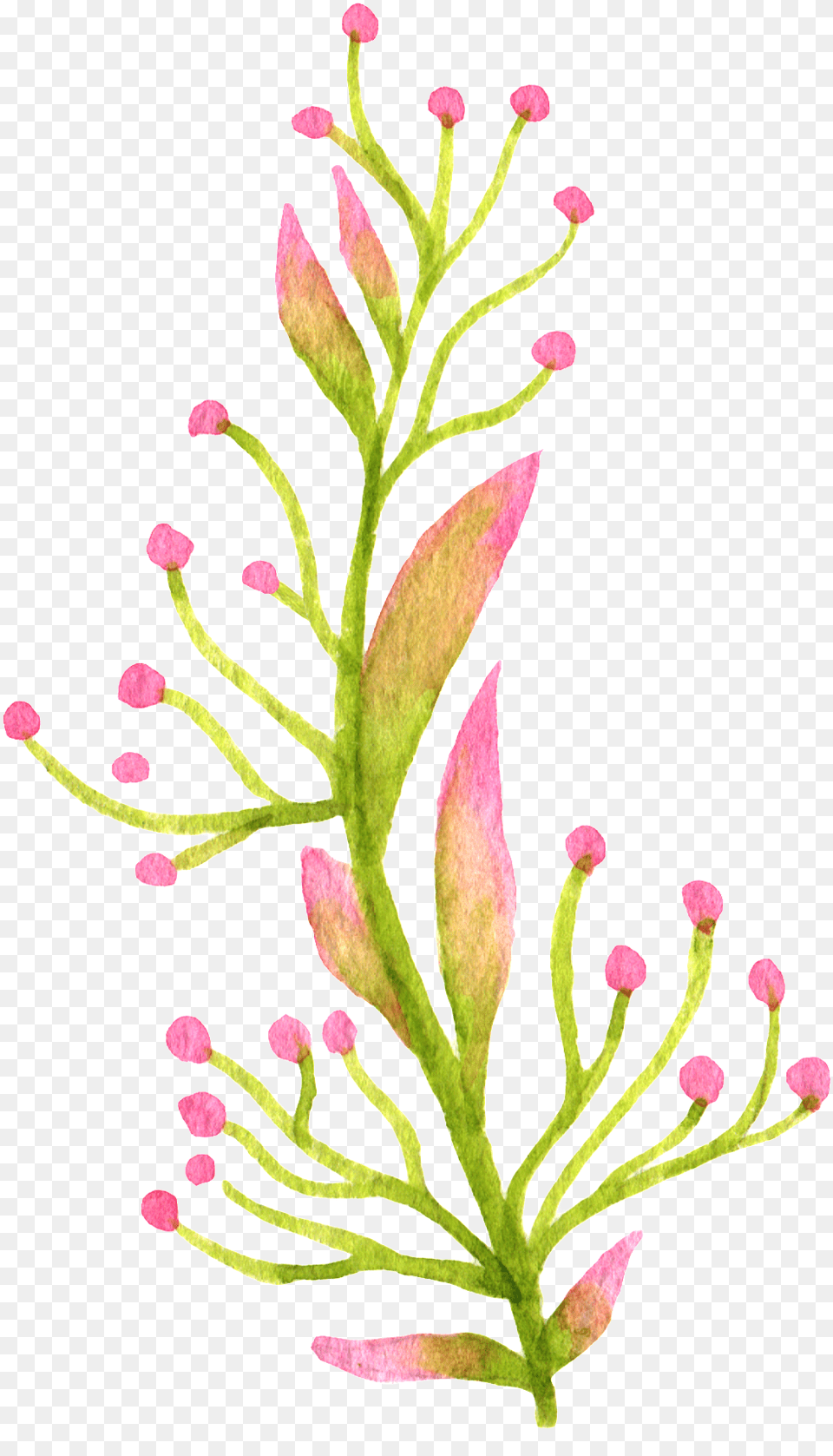 Decorcut Flowersbotanyflowering Plantplant Stemclip Watercolor Plants, Tree, Sprout, Bud, Plant Free Png