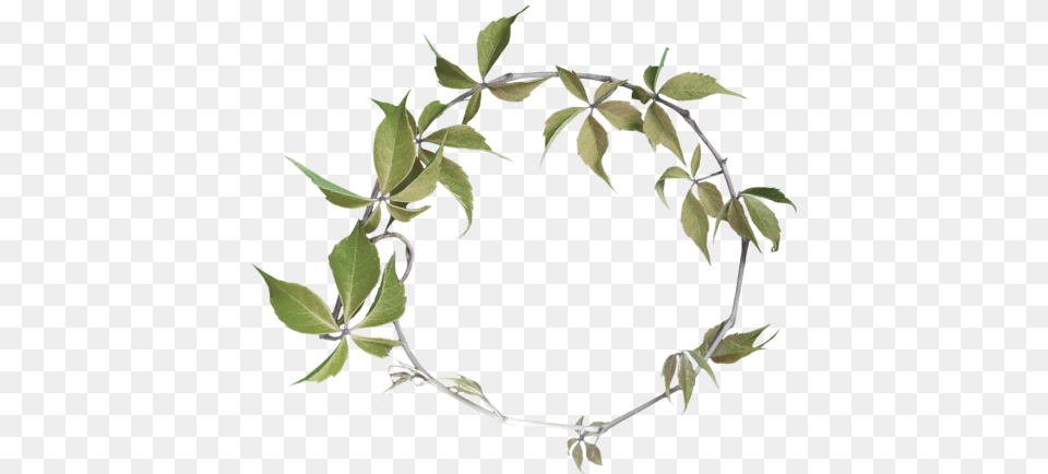 Decoupage Arco De Flores, Leaf, Plant, Vine Png