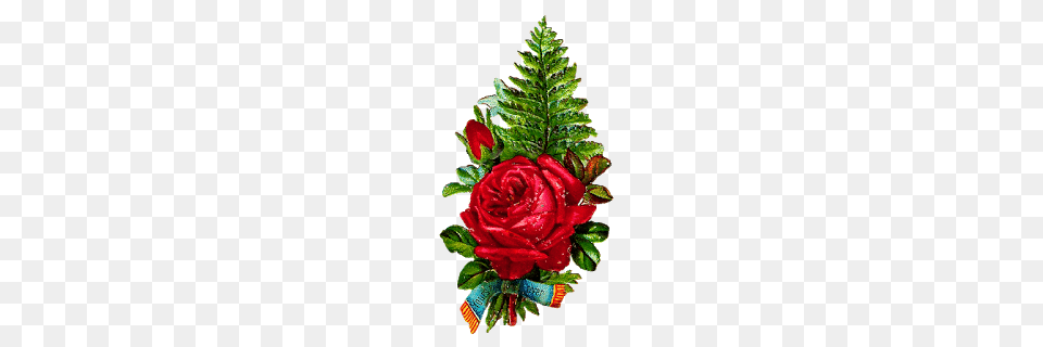 Decoupage Fern, Flower, Plant, Rose, Leaf Free Png Download