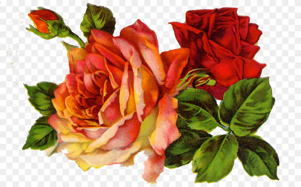 Decoupage Roses On Red Roses Vintage, Flower, Plant, Rose, Flower Arrangement Png Image