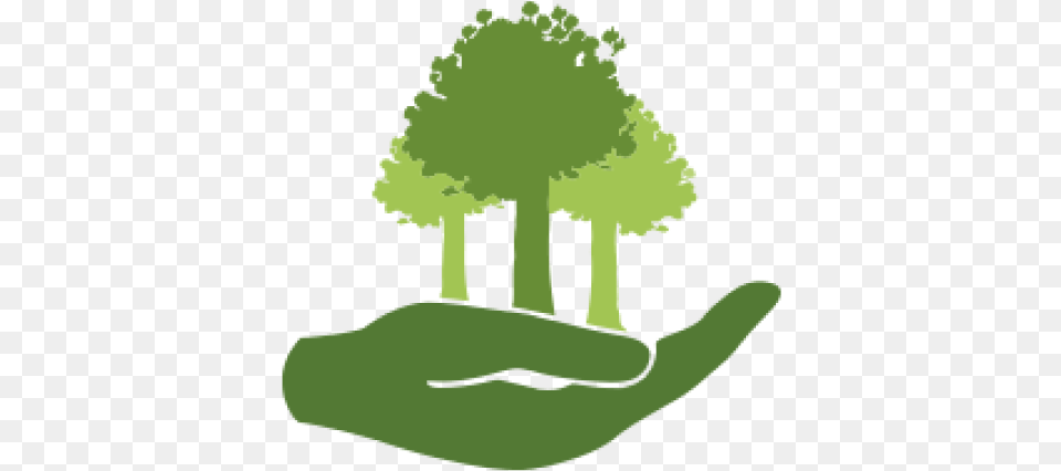 Dedicate A Tree Native Forest Restoration Trust Planting Trees Icon, Green, Plant, Vegetation, Sycamore Free Transparent Png