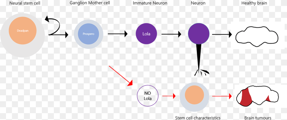 Dedifferentiation Of Neurons Precedes Tumor Formation Diagram, Nature, Night, Outdoors, Astronomy Free Png