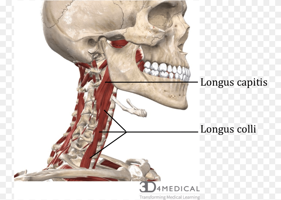Deep Anterior Cervical Muscles Skull, Head, Person, Wedding, Adult Free Png