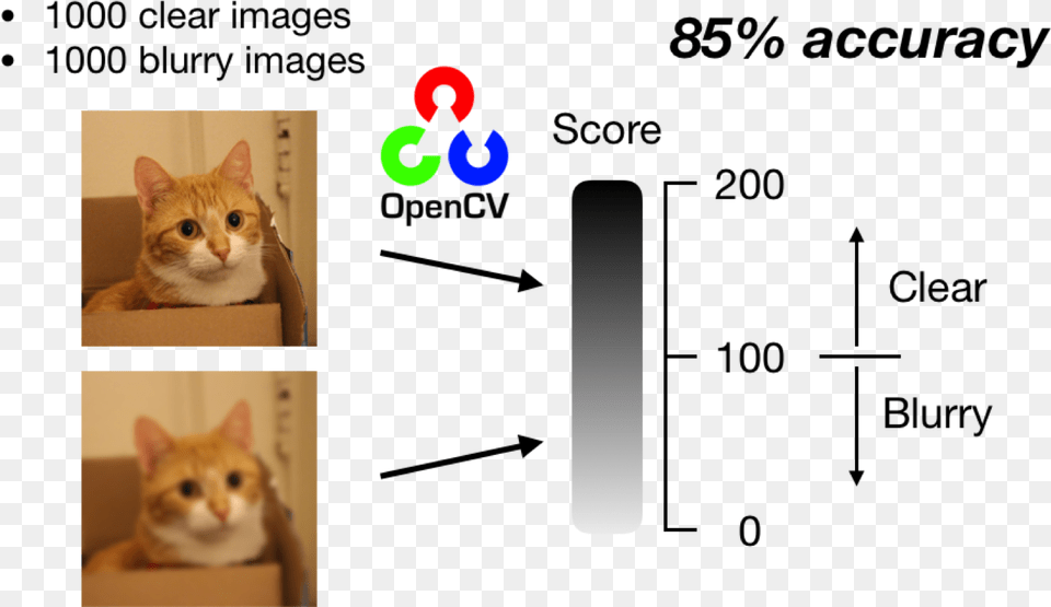 Deep Learning Blur Detection, Animal, Cat, Kitten, Mammal Free Png